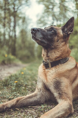 Belgischer Schäferhund liegt am Boden im Wald.Hochformat