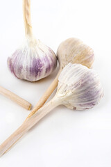fresh garlic whole autumn vegetable head on isolate background