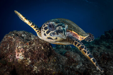 Obraz premium Hawksbill sea turtle swimming in the water above the coral reef