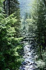 Panoramic view of the river in a mountain coniferous forest.