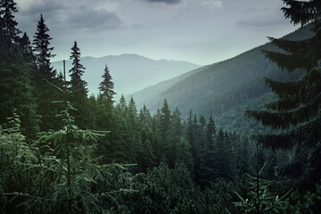 Panoramic view of coniferous forest in the mountains at sunset.