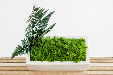 rosemary in a pot on the table. Icelandic sterilized moss for decoration in your home