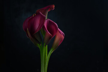 Pink calla lilly flowers on black background