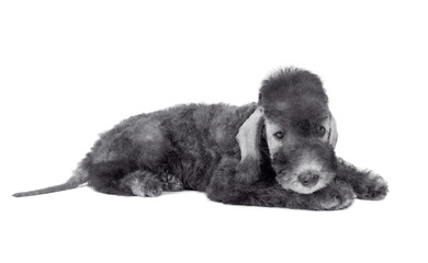 Cute two month old Bedlington Terrier puppy lying in the studio over white