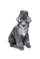 Cute two month old Bedlington Terrier puppy sitting in the studio over white