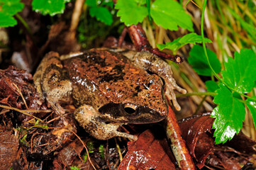 Italienischer Frosch // Italian stream frog (Rana italica)