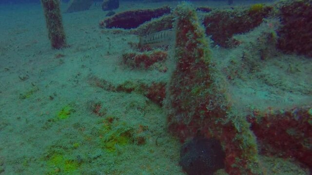 A Painted Comber (Serranus scriba) on a ship wreck in Malta