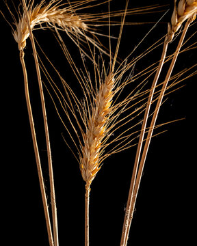 Trigo 