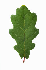 Close-up of oak leaf isolated on a white background.