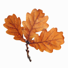 Close-up of oak leaf isolated on a white background.