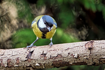 Kohlmeise ( Parus major ).