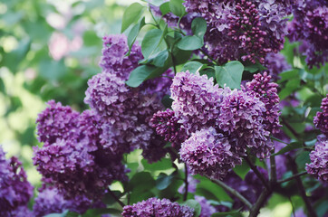 Spring lilac flowers