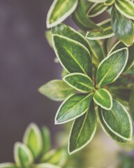 photo of small plants in the garden