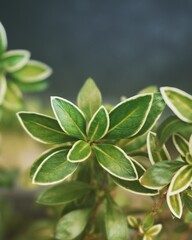 photo of small plants in the garden