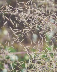 photo of artistic grass flowers in the forest