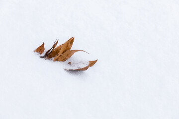 눈밭 위에 낙엽 하나 a leaf on the snowy land
