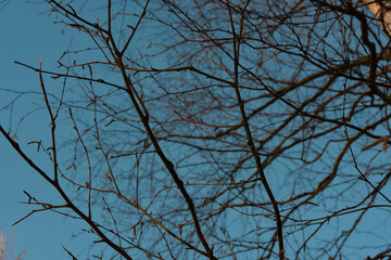 Birch twigs in the winter in the backlight against the blue sky.