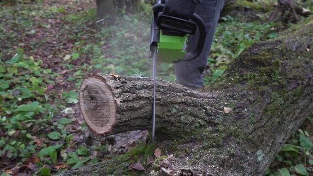 Sawing off a branch from an old oak tree with an electric battery-powered chainsaw in the forest in autumn