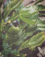 photo of artistic house plants in the garden