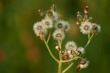 Orangerotes Habichtskraut (Hieracium aurantiacum )	