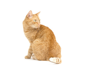 Adult red tabby cat sitting isolated on white background
