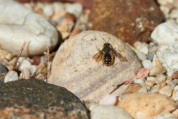 Große Wollbiene oder Garten-Wollbiene (Anthidium manicatum)	