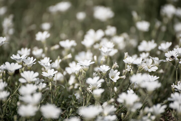 White spring flowers
