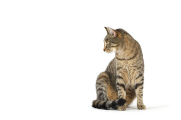 Obraz premium Adult grey tabby cat sitting isolated on white background