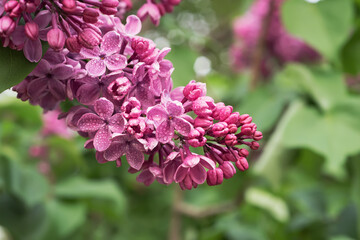 Spring lilac flowers