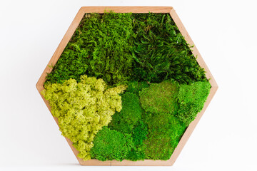 green plant in a box. Icelandic sterilized moss for decoration. Wooden picture with different moss. Interior item for the house