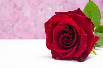 Red rose on a white-pink background. Postcard for Valentine's Day.