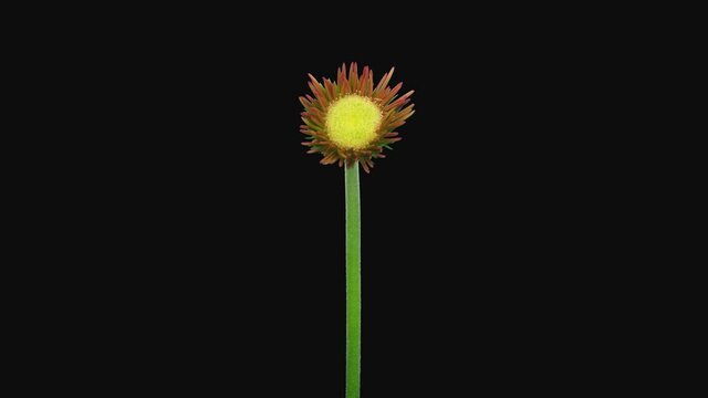 Time-lapse of opening pink gerbera 5a4 in 4K PNG+ format with ALPHA transparency channel isolated on black background
