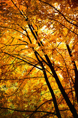 Autumn deciduous trees in the forest at sunset.