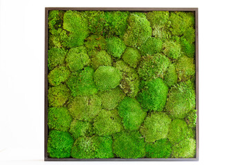 fresh cauliflower isolated on white background. Icelandic sterilized moss for decoration. Wooden picture with different moss. Interior item for the house. Decor for walls and harmonies in the house