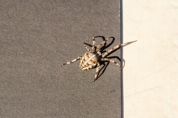 Spider cross. Wild dangerous poisonous arachnid. Arachnophobia. Fear of insects.