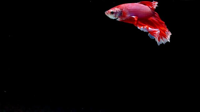 Siamese fighting fish (Betta splendens)
