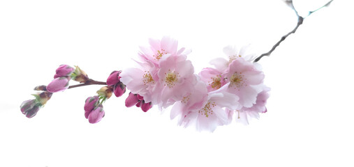 Close up pink almond flowers and buds on bare blurred branch without leaves,isolated on white background.Spring blossom season calendar concept.Horizontal scenic banner,copy space,interior wall decor.