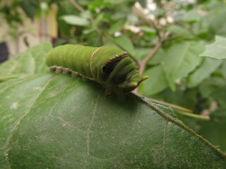 Fototapeta premium green caterpillar on a leaf