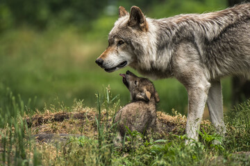 Gray Wolf Pup and Adult