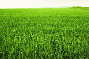 Agricultural fields on a spring morning.
