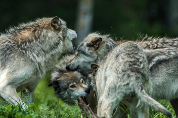 Wolf Pack Playing