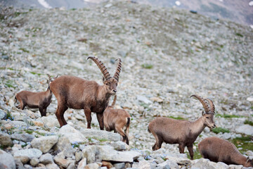 Image of group of alpine goats captured in wild nature. Herd of ibexes on rocky background. Alpine mountain icon. Concept of wildlife fauna