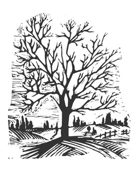 Image of a tree in nature. Spread tree in nature. Landscape with a tree. Black tree image.