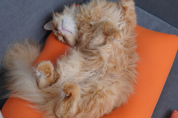 ソファのクッションでくつろぐ猫（マンチカン）