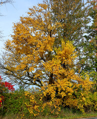 Poplar trees in autumn color along a roadside