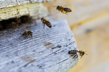Pszczoły wlatują do ula