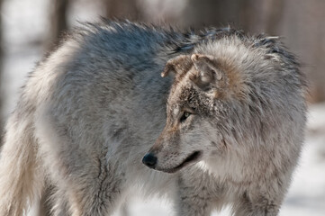 Young Gray Wolf