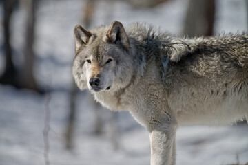 Fototapeta premium Gray Wolf