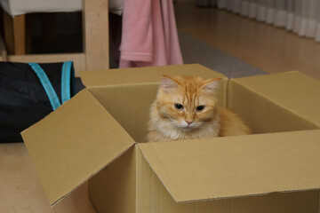 ダンボールに入る猫（マンチカン）