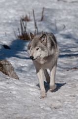 Gray Wolf Running In Snow